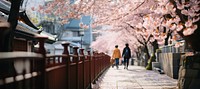 Sakura blossom street outdoors walking. 