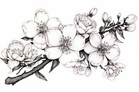 Cherry blossom drawing flower sketch. AI generated Image by rawpixel.