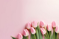 Photo of tulips border on pink background.  