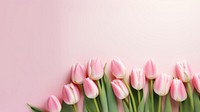 Photo of tulips border on pink background.  