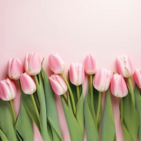 Photo of tulips border on pink background.  