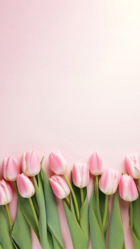 Photo of tulips border on pink background.  