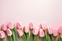 Photo of tulips border on pink background.  