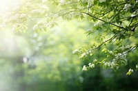 Spring green background sunlight nature . 