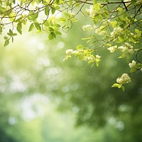 Spring green background sunlight nature . 