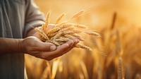 photo of a dusty farmer hand holding rice grain plant, agriculture background, copy space. 