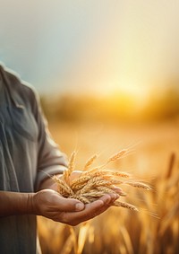 photo of a dusty farmer hand holding rice grain plant, agriculture background, copy space. 