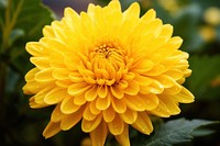 Beautiful yellow flower dahlia petal plant. 