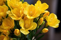 Yellow freesia flower blossom petal plant. 