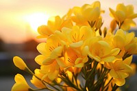 Yellow freesia flower sun sunlight outdoors. AI generated Image by rawpixel.