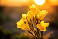 Yellow freesia flower sunlight outdoors blossom. AI generated Image by rawpixel.