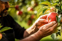 Apple picking farmer plant. 