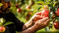 Apple picking farmer plant. 