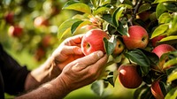 Apple picking farmer plant. 