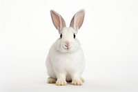 White rabbit animal mammal rodent. AI generated Image by rawpixel.