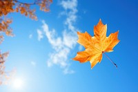 Autumn leaf sky outdoors. 