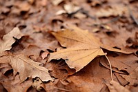 Autumn leaf plant maple. 