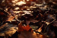 Autumn leaf outdoors nature. 