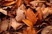 Autumn leaf plant tree. AI generated Image by rawpixel.