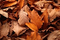 Autumn leaf plant tree. 