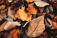 Autumn leaf plant tree. 