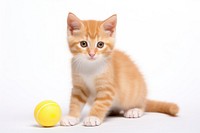 Ginger cat ball mammal animal. AI generated Image by rawpixel.