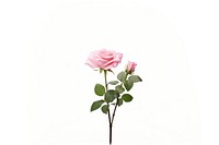 Pink rose flower plant white background. AI generated Image by rawpixel.