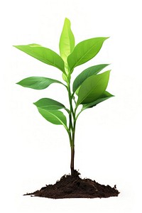 Plant png leaf soil white background. AI generated Image by rawpixel.
