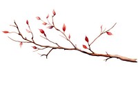 Branch plant white background blossom. 