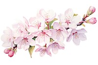 Cherry blossom flower plant white. AI generated Image by rawpixel.