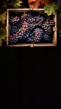 Grapes plant fruit vine. 