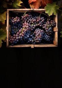 Grapes plant fruit vine. 