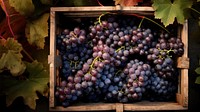 Grapes plant fruit vine. 