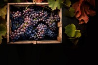 Grapes plant fruit vine. 