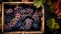 Grapes plant fruit vine. 