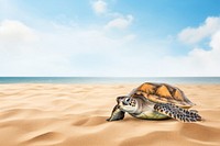 Turtle beach marine life nature remix