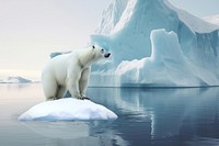 Polar bear animal wildlife nature remix