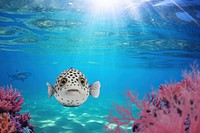 Fish underwater marine life nature remix