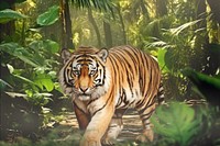 Tiger animal wildlife nature remix