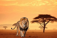 Lion animal wildlife nature remix