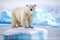 Polar bear animal nature remix