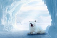 Yawning arctic fox animal nature remix