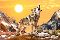 Wolf howling coyote nature remix