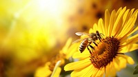 macro shot photo of mininal photo of a bee and sunflower.  