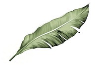 Banana leaf plant wing white background. AI generated Image by rawpixel.