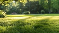 Grass outdoors nature garden. 