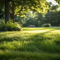 Grass outdoors nature garden. 