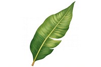 Banana leaf plant white background banana leaf. AI generated Image by rawpixel.