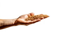Grain hand harvest wheat. AI generated Image by rawpixel.