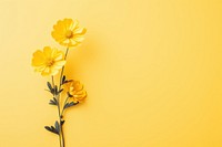 Yellow floral plant inflorescence wildflower. 